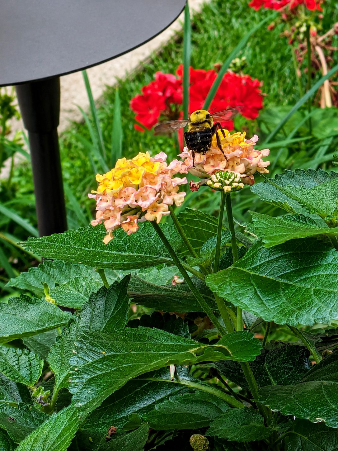 Bumblebee visiting flowers in the Washington Plaza garden
